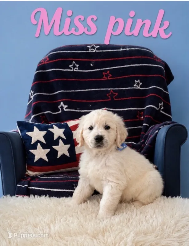 Miss pink – English Cream Golden Retriever puppy for sale in Sharps Chapel, TN