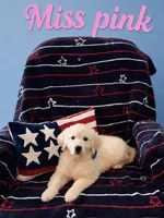 Miss pink, a female English Cream Golden Retriever for sale in Sharps Chapel, TN – 5 of 8
