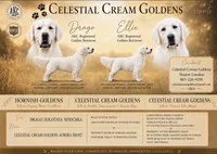 Mr. Royal blue., a male English Cream Golden Retriever for sale in Sharps Chapel, TN – 5 of 5