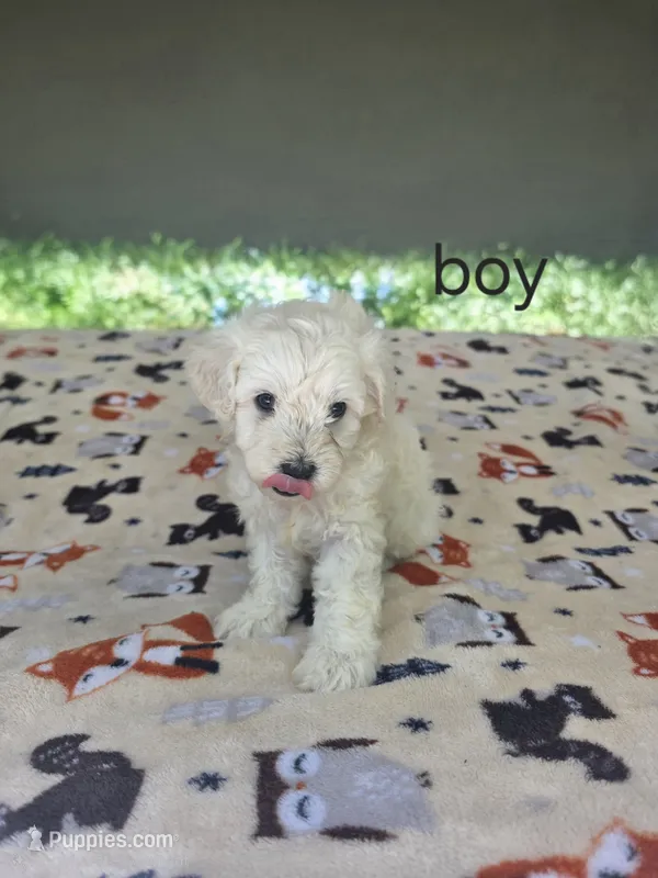 Chance – Poodle - Toy  puppy for sale in Hermitage, TN