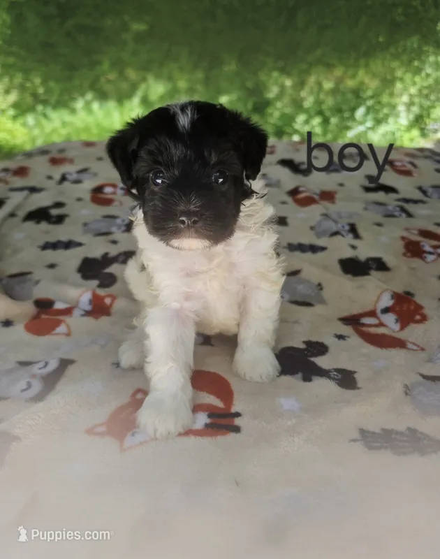 Gizmo – Poodle - Toy  puppy for sale in Hermitage, TN