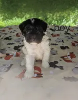 Gizmo, a male Poodle - Toy  for sale in Hermitage, TN – 1 of 1