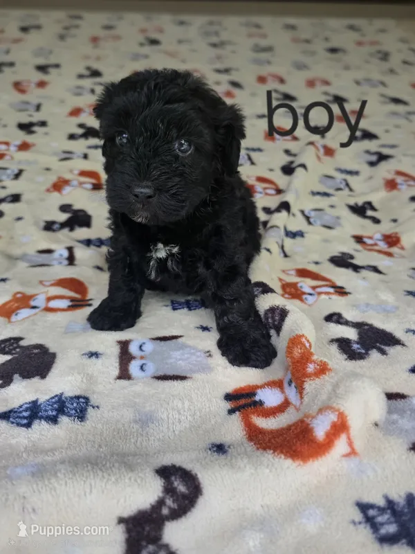 Tino – Poodle - Toy  puppy for sale in Hermitage, TN