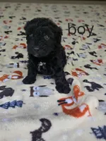 Tino, a male Poodle - Toy  for sale in Hermitage, TN – 1 of 1