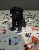 Mongo, a male Poodle - Toy  for sale in Hermitage, TN – 1 of 1