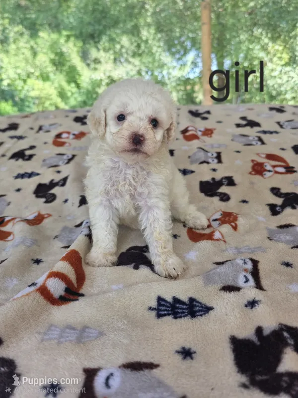 Cami, a female Poodle - Toy  for sale in Hermitage, TN – 1 of 1