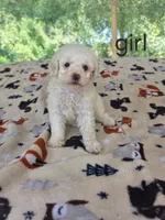 Cami, a female Poodle - Toy  for sale in Hermitage, TN – 1 of 1