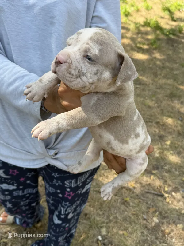 Cookie dough  – American Bully puppy for sale in Fort Worth, TX