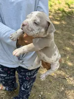 Cookie dough , a male American Bully for sale in Fort Worth, TX – 1 of 5