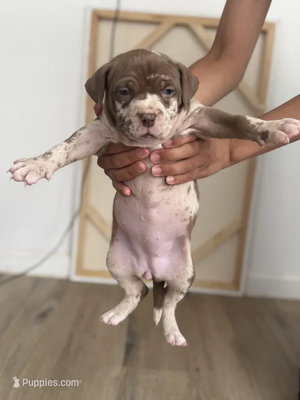 Mocha🤎 – American Bully puppy for sale in Fort Worth, TX