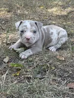 Cookie dough , a male American Bully for sale in Fort Worth, TX – 3 of 5