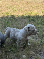 Cookie dough , a male American Bully for sale in Fort Worth, TX – 2 of 5
