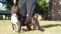 Diesel , a male American Bully for sale in Fort Worth, TX – 4 of 6