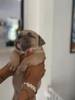 Titan , a male American Bully for sale in Fort Worth, TX – 4 of 8