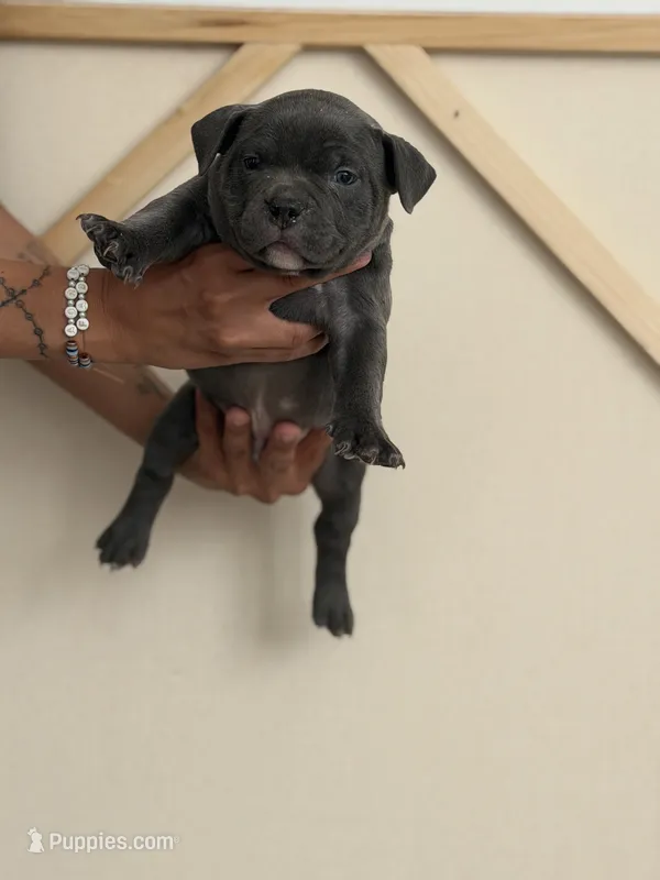 Smokey  – American Bully puppy for sale in Fort Worth, TX