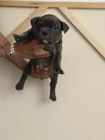 Smokey , a male American Bully for sale in Fort Worth, TX – 1 of 4