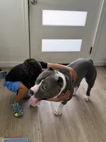 Diesel , a male American Bully for sale in Fort Worth, TX – 3 of 6