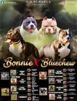 Diesel , a male American Bully for sale in Fort Worth, TX – 6 of 6