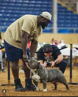Diesel , a male American Bully for sale in Fort Worth, TX – 5 of 6
