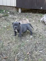 Smokey , a male American Bully for sale in Fort Worth, TX – 2 of 4