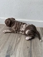Mocha🤎, a female American Bully for sale in Fort Worth, TX – 4 of 4