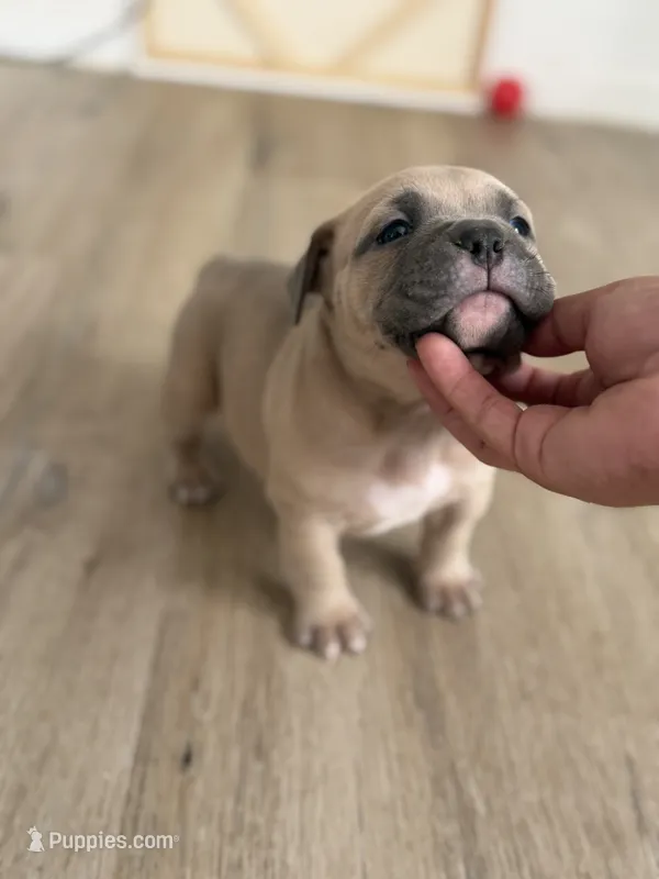 Titan  – American Bully puppy for sale in Fort Worth, TX