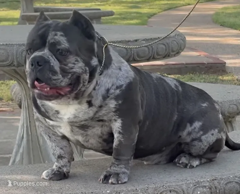 Smokey  – American Bully puppy for sale in Fort Worth, TX