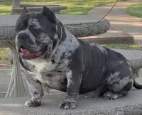 Smokey , a male American Bully for sale in Fort Worth, TX – 3 of 4