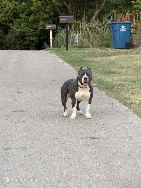 Diesel  – American Bully puppy for sale in Fort Worth, TX