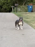 Diesel , a male American Bully for sale in Fort Worth, TX – 1 of 6