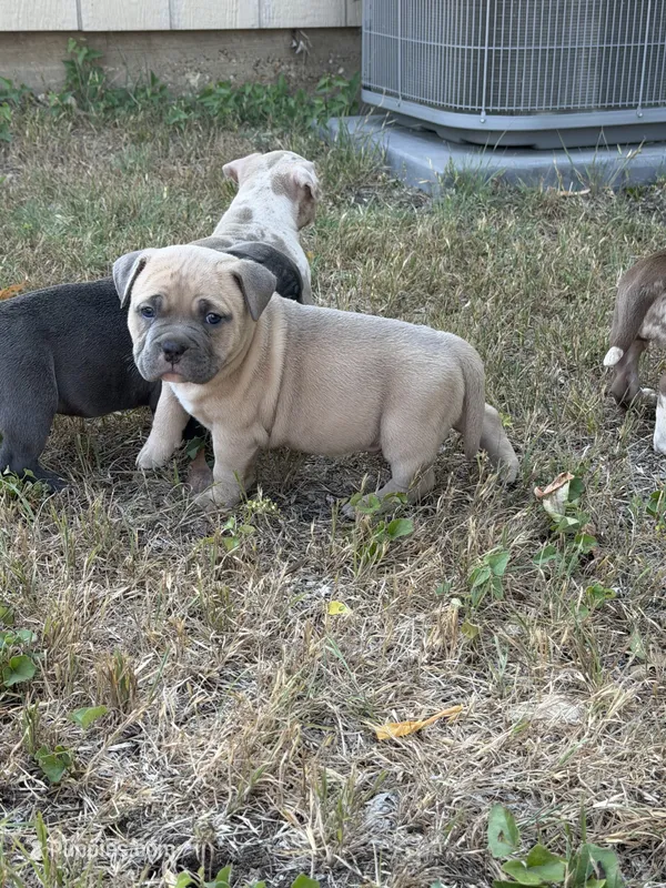 Titan  – American Bully puppy for sale in Fort Worth, TX