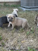 Titan , a male American Bully for sale in Fort Worth, TX – 1 of 8