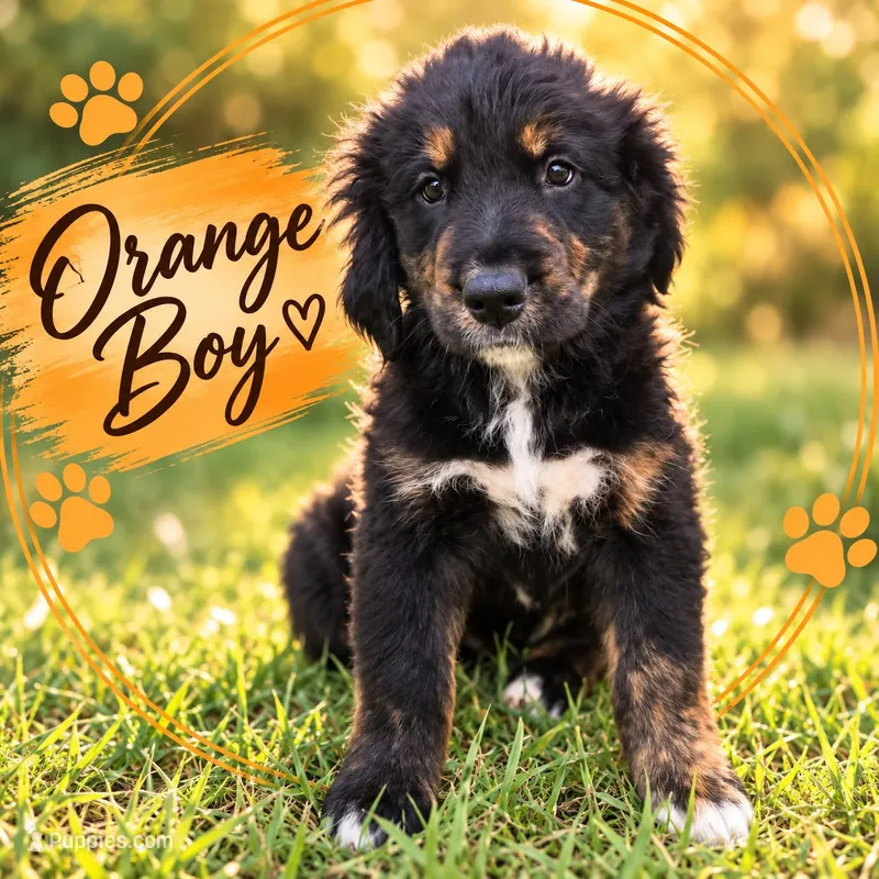Orange Boy – Golden Mountain Dog puppy for sale in Wimauma, FL