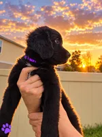 Purple Girl, a female Golden Mountain Dog for sale in Wimauma, FL – 3 of 5