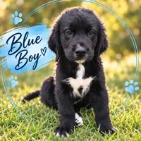 Blue Boy, a male Golden Mountain Dog for sale in Wimauma, FL – 1 of 5