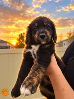 Orange Boy, a male Golden Mountain Dog for sale in Wimauma, FL – 3 of 5