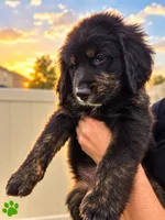 Green Girl, a female Golden Mountain Dog for sale in Wimauma, FL – 2 of 5