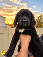 Yellow Girl, a female Golden Mountain Dog for sale in Wimauma, FL – 3 of 5
