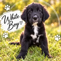 White Boy, a male Golden Mountain Dog for sale in Wimauma, FL – 1 of 5