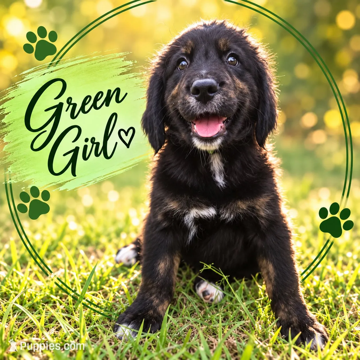 Green Girl, a female Golden Mountain Dog for sale in Wimauma, FL – 1 of 5