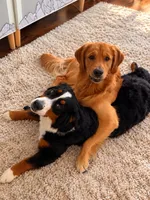 Green Girl, a female Golden Mountain Dog for sale in Wimauma, FL – 3 of 5