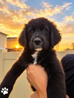 White Boy, a male Golden Mountain Dog for sale in Wimauma, FL – 3 of 5