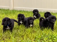 Purple Girl, a female Golden Mountain Dog for sale in Wimauma, FL – 5 of 5