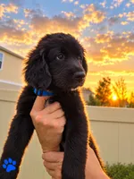 Blue Boy, a male Golden Mountain Dog for sale in Wimauma, FL – 2 of 5
