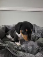 Danny, a male Miniature Dachshund for sale in Geneva, FL – 8 of 8