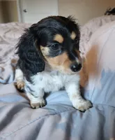 Abigail, a female Miniature Dachshund for sale in Geneva, FL – 2 of 6