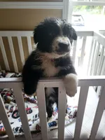 Panga, a female Australian Shepherd for sale in Geneva, FL – 2 of 5