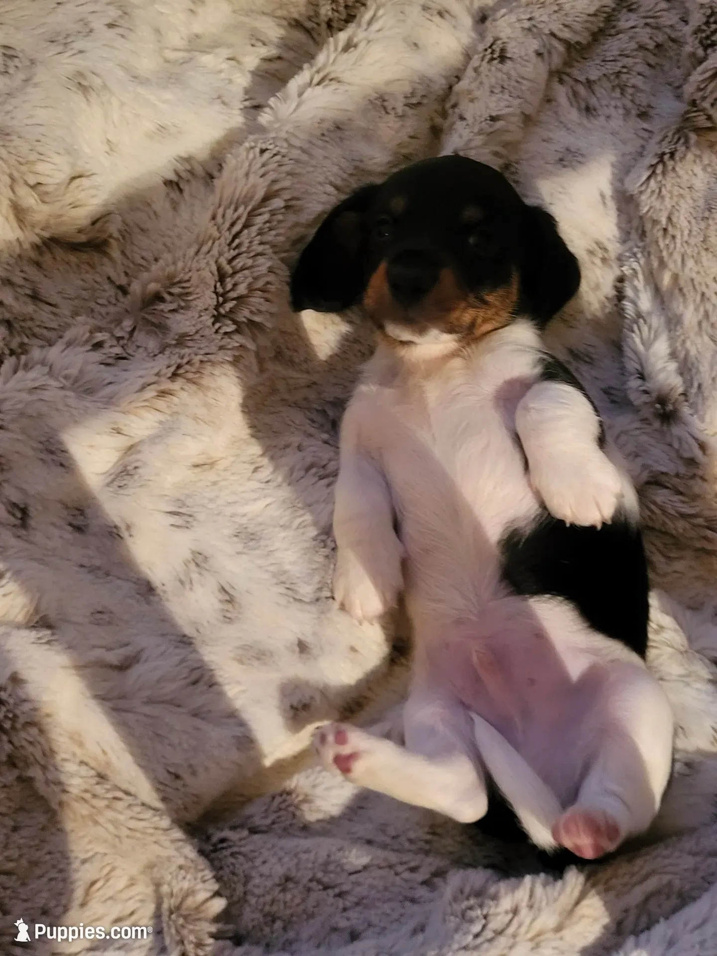 Angel, a male Miniature Dachshund for sale in Geneva, FL – 2 of 3