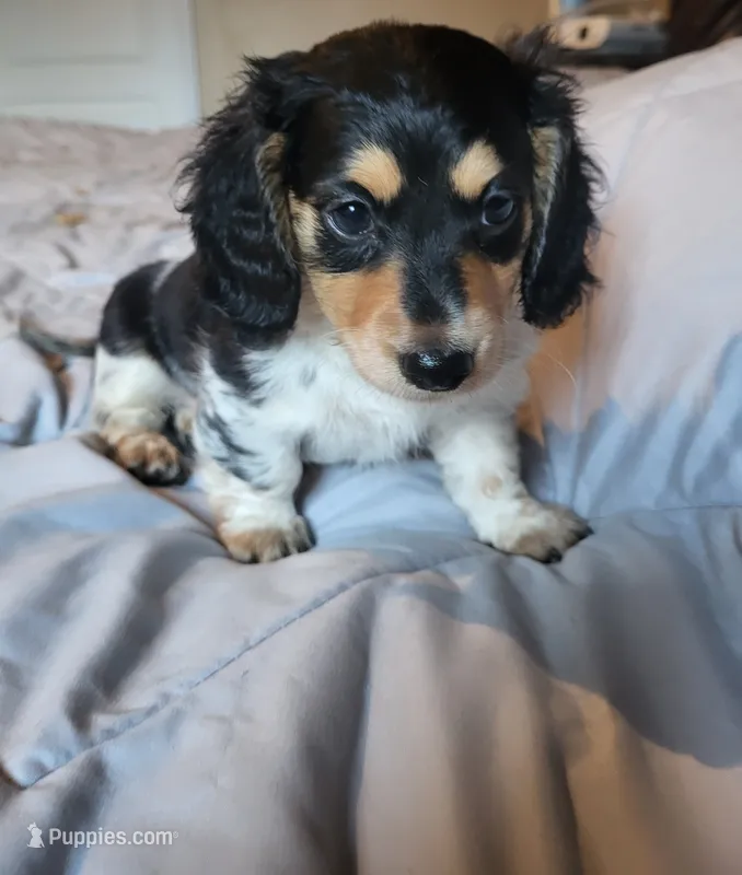 Abigail – Miniature Dachshund puppy for sale in Geneva, FL