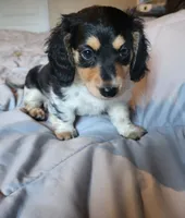 Abigail, a female Miniature Dachshund for sale in Geneva, FL – 1 of 6